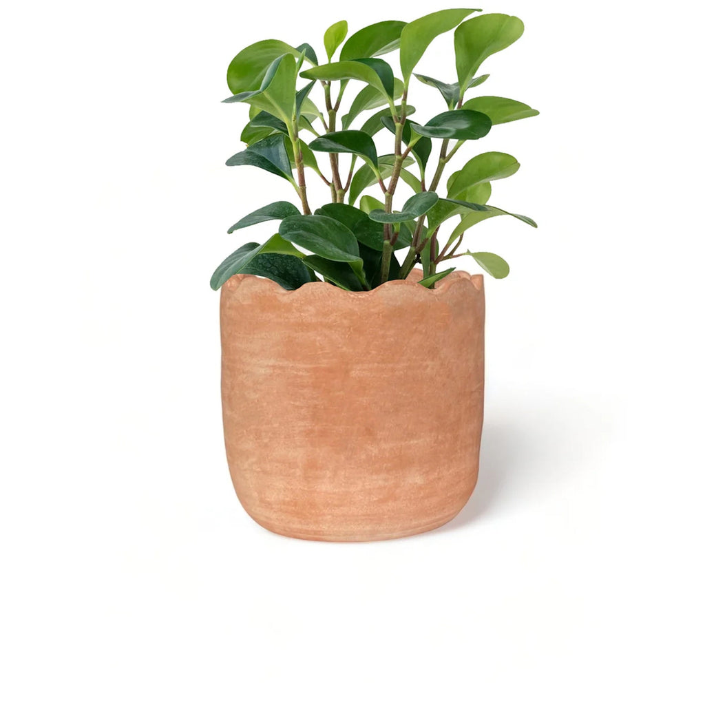 Wavy Terracotta Planter | Scallop Rim | Handcrafted | Honduras | Meso Goods | Large