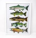 Freshwater Fish Art Print | 11” × 14” | Shelby Kregel
